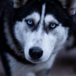 dog, husky, pets, animal, eye contact, sled dog, nature, pet, blue glasses, wolf